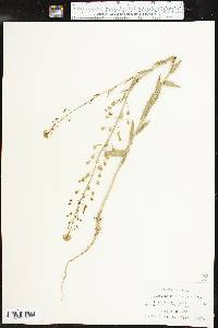 Camelina microcarpa image