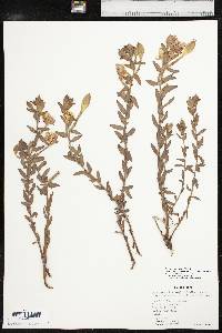 Calylophus hartwegii subsp. pubescens image