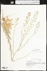 Camelina rumelica image