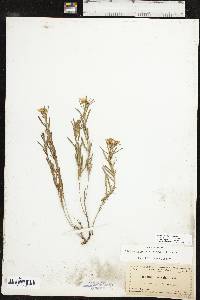 Oenothera serrulata image