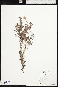 Calylophus hartwegii subsp. pubescens image