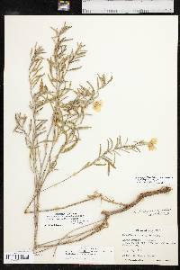 Oenothera capillifolia image