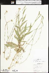 Camelina rumelica image