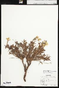 Calylophus hartwegii subsp. pubescens image