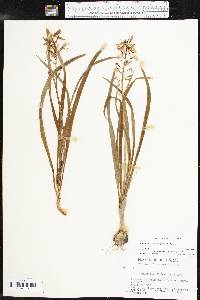 Camassia scilloides image