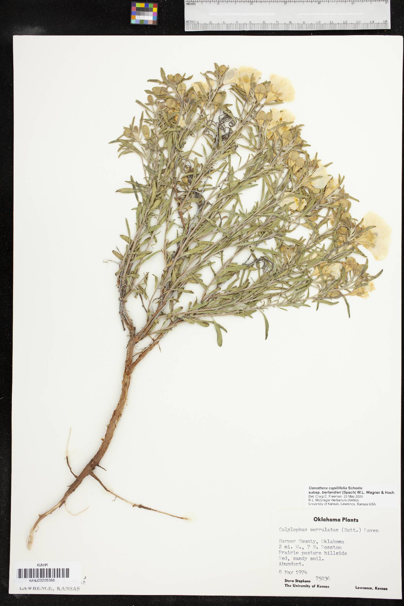 Oenothera berlandieri subsp. berlandieri image