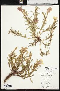 Calylophus hartwegii subsp. fendleri image