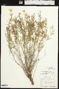 Oenothera serrulata image