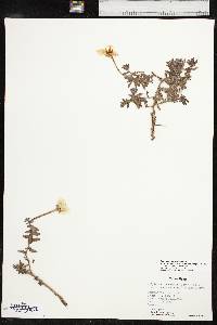 Calylophus hartwegii subsp. pubescens image