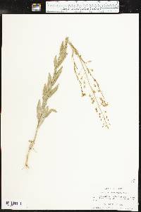 Camelina microcarpa image