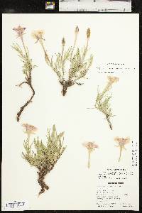 Calylophus lavandulifolius image