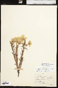 Calylophus hartwegii subsp. pubescens image