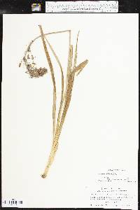 Camassia scilloides image