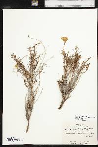 Calylophus hartwegii subsp. filifolius image