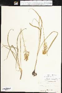 Camassia scilloides image