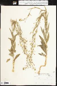 Camelina microcarpa image