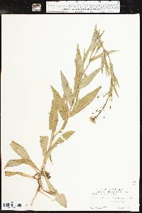 Camelina microcarpa image