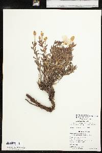 Calylophus hartwegii image