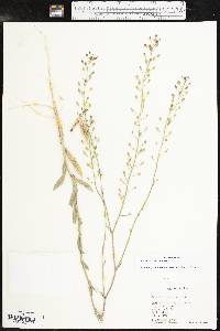 Camelina rumelica image