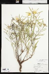 Oenothera capillifolia image