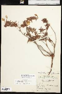 Calylophus hartwegii subsp. pubescens image