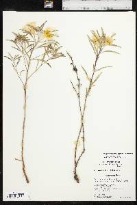 Oenothera capillifolia image