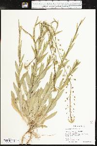 Camelina microcarpa image