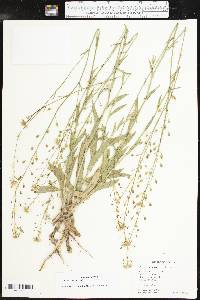 Camelina rumelica image