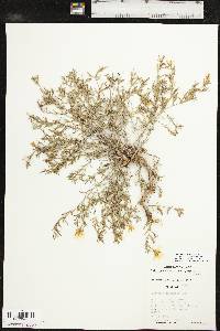 Oenothera serrulata image