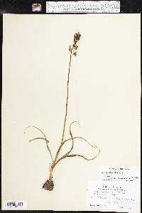 Camassia scilloides image