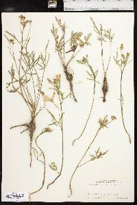 Callirhoe alcaeoides image