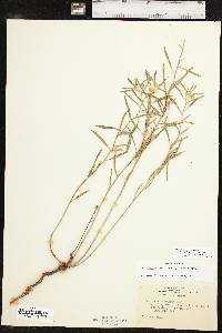 Oenothera serrulata image