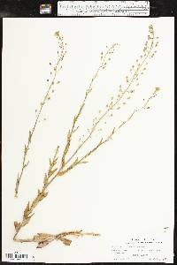 Camelina microcarpa image