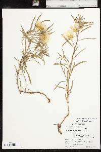 Oenothera capillifolia image