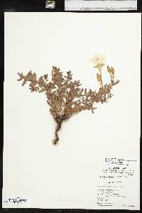 Calylophus hartwegii subsp. pubescens image