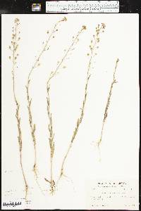 Camelina microcarpa image