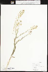 Camelina microcarpa image