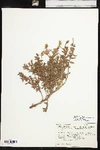 Calylophus hartwegii subsp. pubescens image