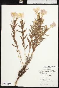 Calylophus hartwegii subsp. pubescens image