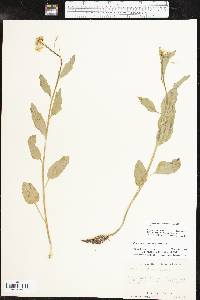 Cardamine bulbosa image