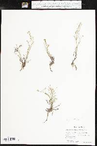 Cardamine parviflora image