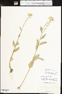 Cardamine bulbosa image