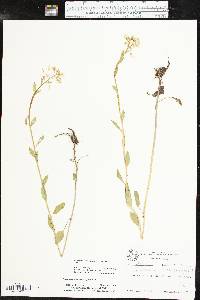 Cardamine bulbosa image