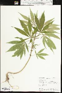 Cannabis sativa image