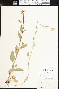 Cardamine bulbosa image