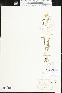 Cardamine bulbosa image