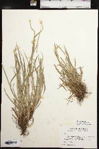 Carex grisea image