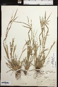 Carex bulbostylis image