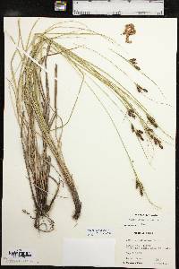 Carex caroliniana image