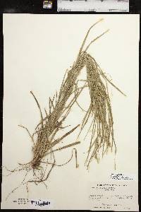 Carex grisea image